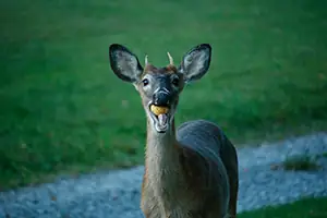 A deer with an apple in Sky Valley