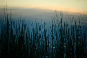 Grass and reeds beside the water at Herrington Manor State Park